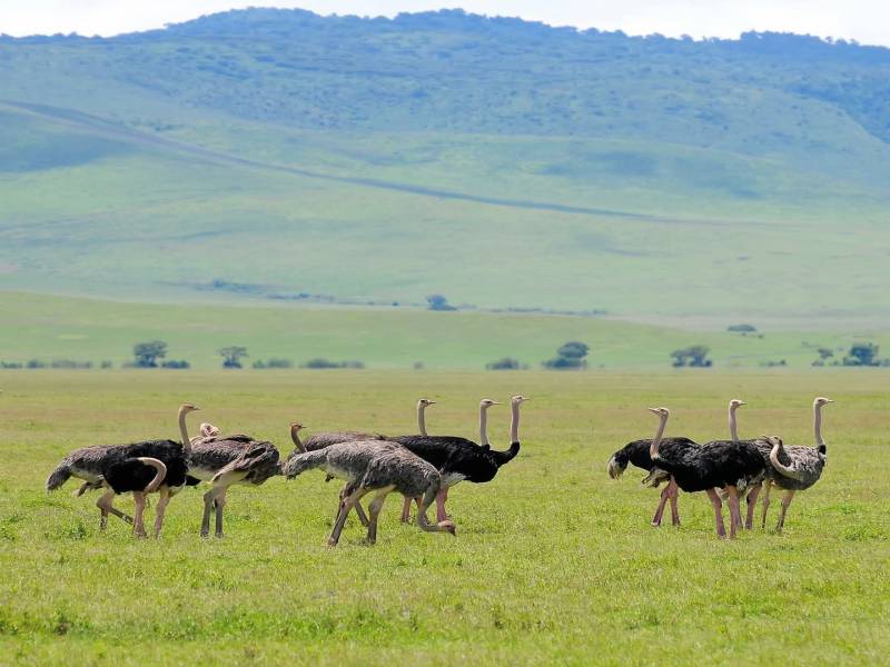 7 Night 8 Days Arusha  Safari