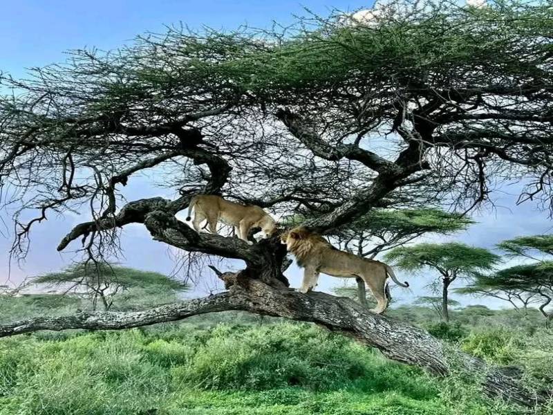 7 Night 8 Days Arusha  Safari