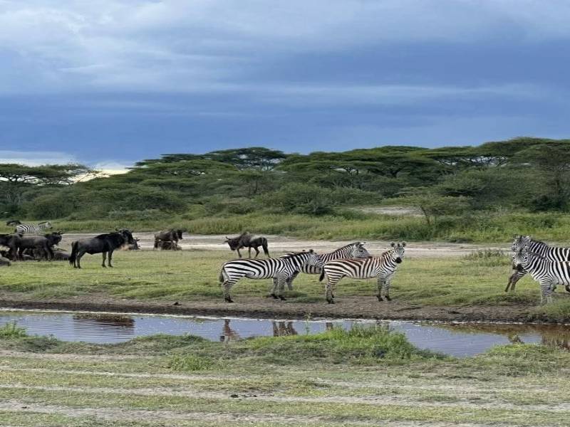 7 Night 8 Days Arusha  Safari