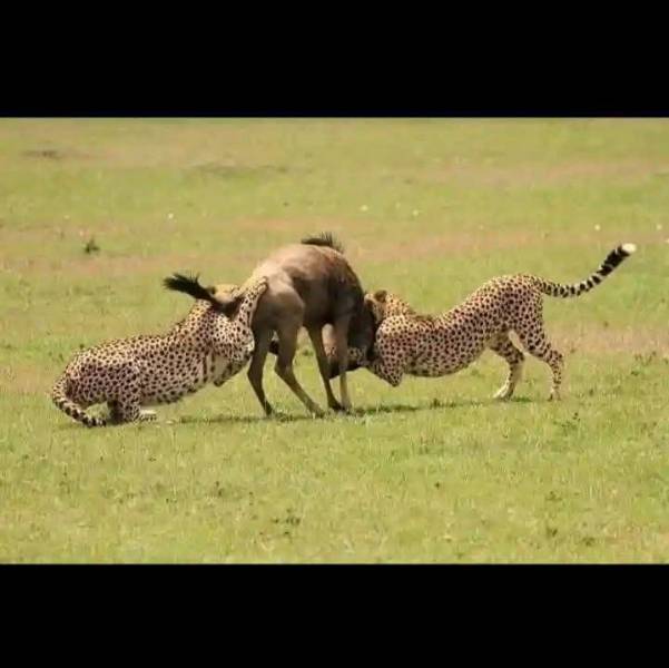 7 Night 8 Days Arusha  Safari