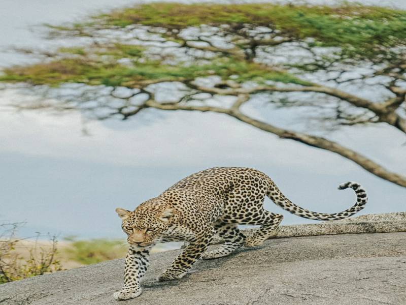 7 Night 8 Days Arusha  Safari