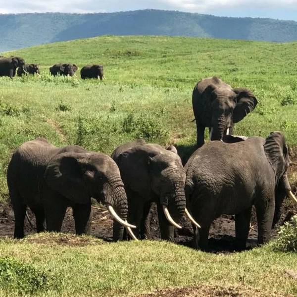 7 Night 8 Days Arusha  Safari