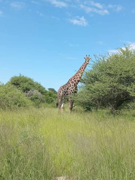 Wilderness Odyssey - 8 Days Safari Tour