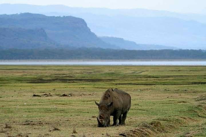 Wilderness Odyssey - 8 Days Safari Tour