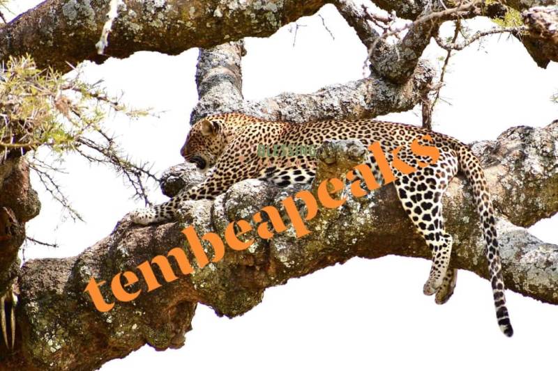 Wilderness Odyssey - 8 Days Safari Tour