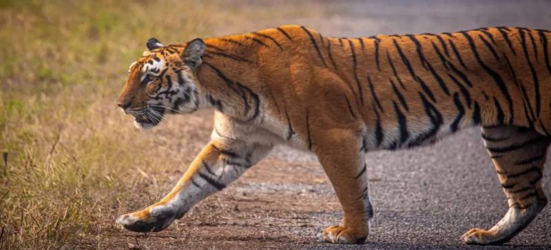 Kanha National Park Wildlife Tour