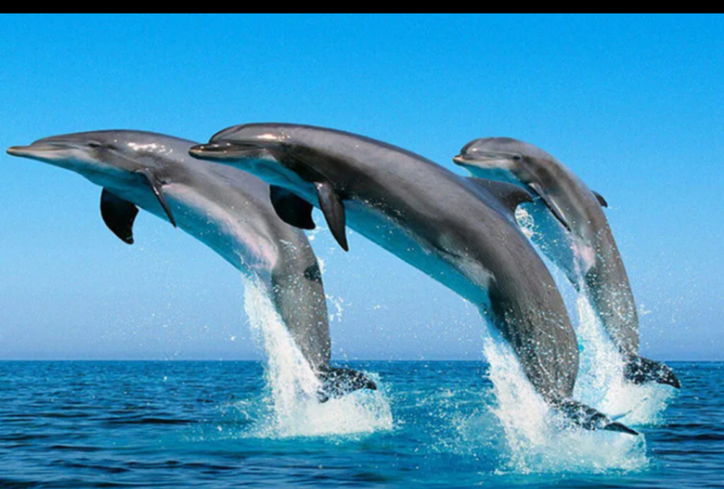 Full Day Zanzibar Tour