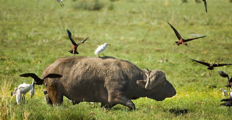 6 Days 5 Night Serengeti National Park