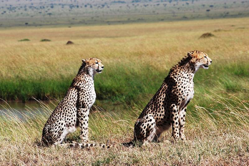 6 Days 5 Night Serengeti National Park