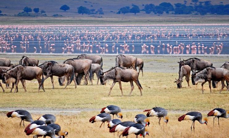 6 Days 5 Night Serengeti National Park