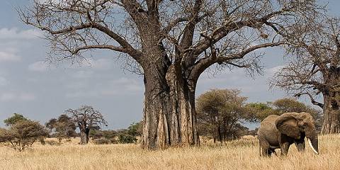 5 Days 4 Nights Tanzania Safari Tarangire Serengeti and Ngorongoro