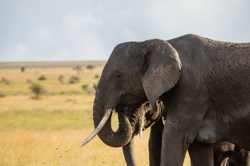 2 Day Tanzania  Wildlife Safari from Zanzibar