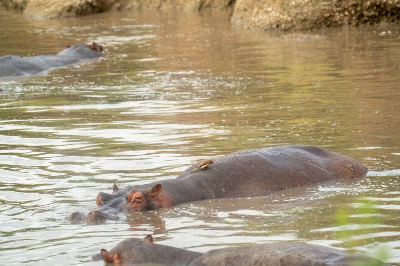 2 Day Tanzania  Wildlife Safari from Zanzibar