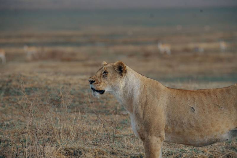 2 Day Tanzania  Wildlife Safari from Zanzibar Image