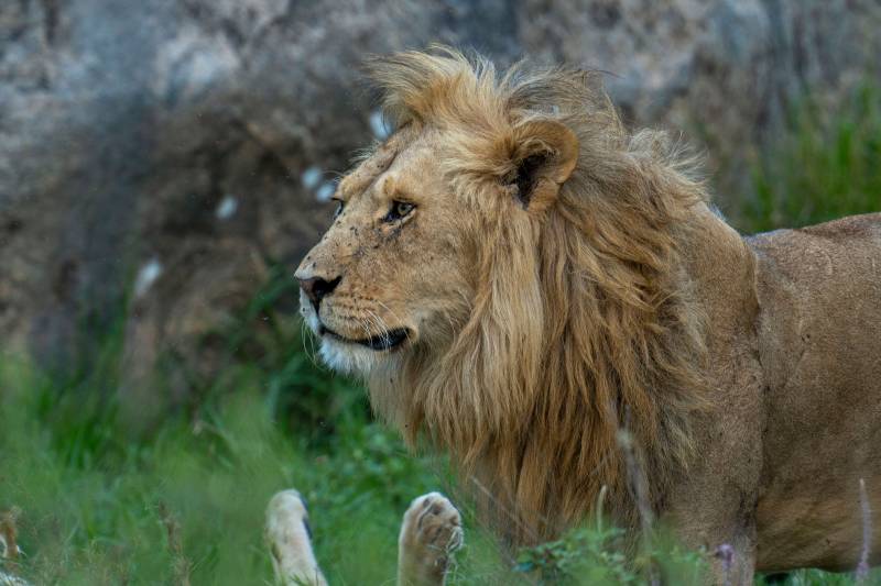 2 Day Tanzania  Wildlife Safari from Zanzibar