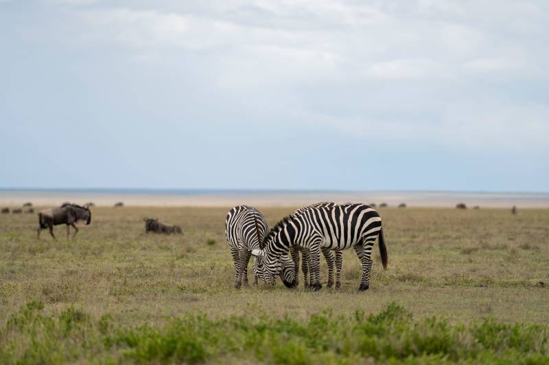 2 Day Tanzania  Wildlife Safari from Zanzibar