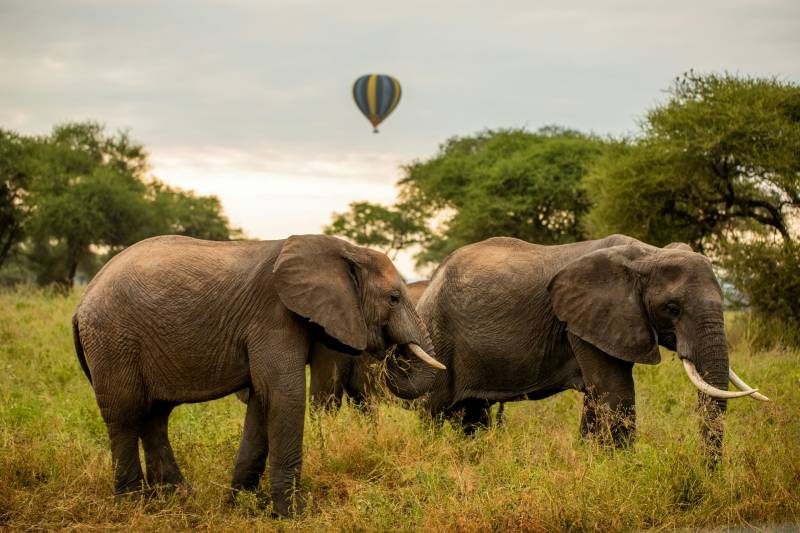2 Day Tanzania Safari - Tarangire - Ngorongoro Crater Tour Image