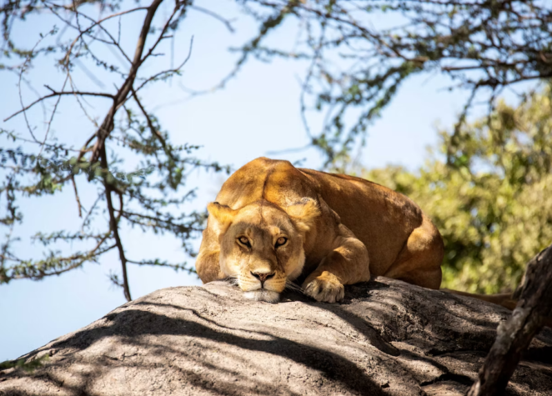 3 Day Tanzania Safari Tours