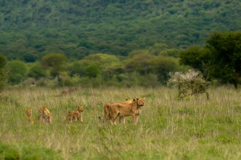 4 Days Tanzania Safari - Serengeti - Ngorongoro - Tarangire Tour
