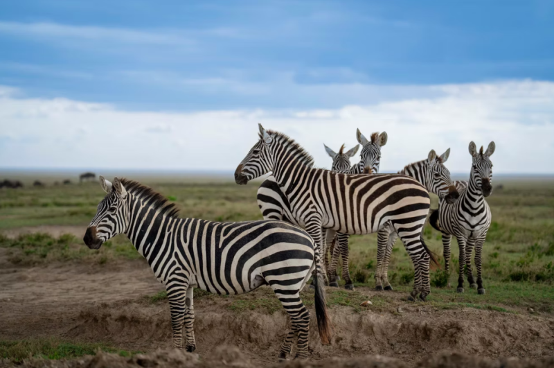 5D Tanzania Safari - Serengeti - Ngorongoro - Tarangire Adventure Tour