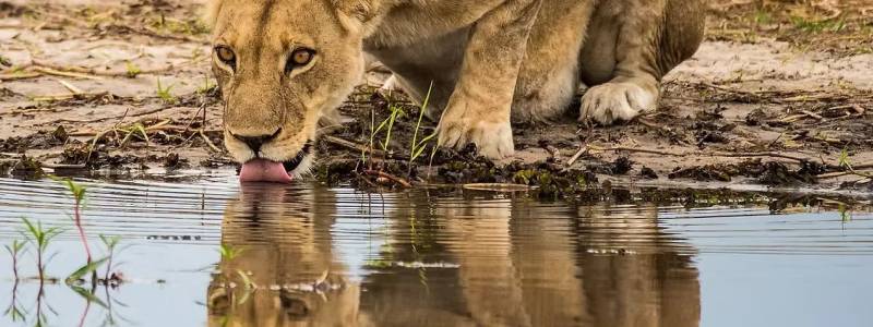 4 Day Tanzania Safari Tour Starting From Zanzibar