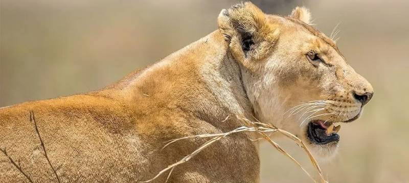 3D Tanzania Safari From Zanzibar - Fly-In Tarangire-Ngorongoro-Lake Manyara Image