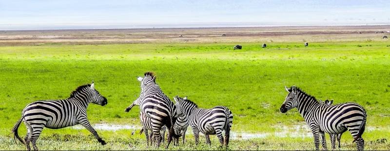 5 Day Tanzania Safari Tour Starting From Zanzibar Island Image