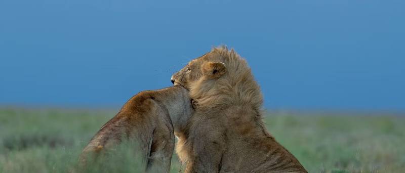 3 Day Serengeti Fly-In Safari Tour Image
