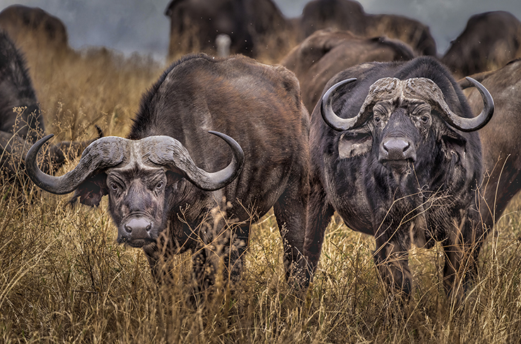 3 Days Tanzania Safari Tour