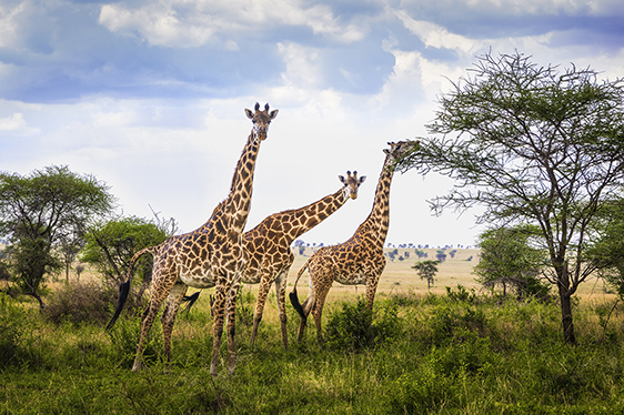 3 Days Tanzania Safari Tour