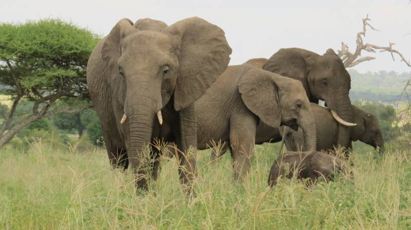 10 nights 11 Days Serengeti Special - 5* Accommodations