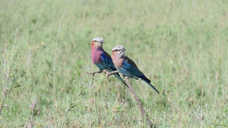 10 nights 11 Days Serengeti Special - 5* Accommodations