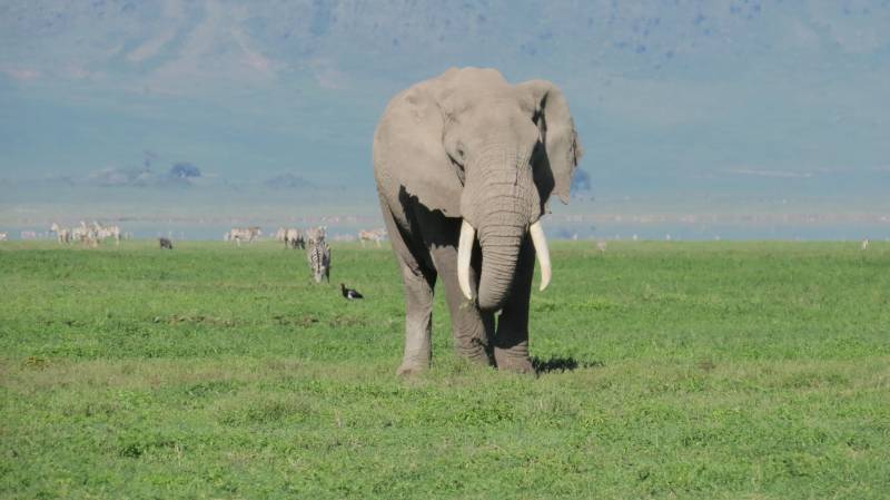 10 nights 11 Days Serengeti Special - 5* Accommodations
