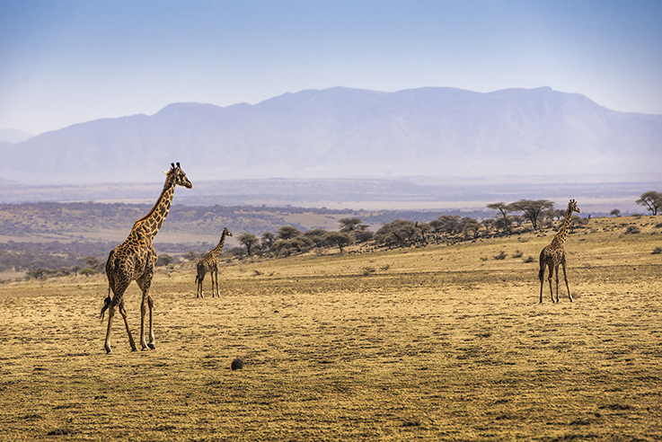 10 nights 11 Days Serengeti Special - 5* Accommodations