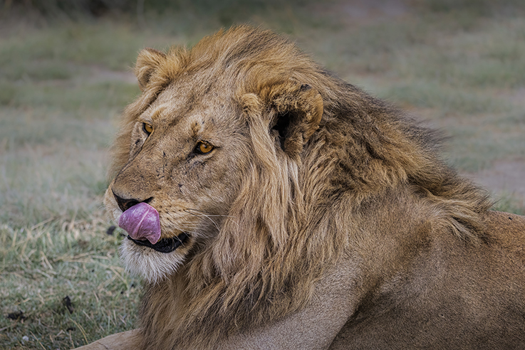 10 NIGHTS 11 DAYS SERENGETI SPECIAL 4* ACCOMMODATIONS