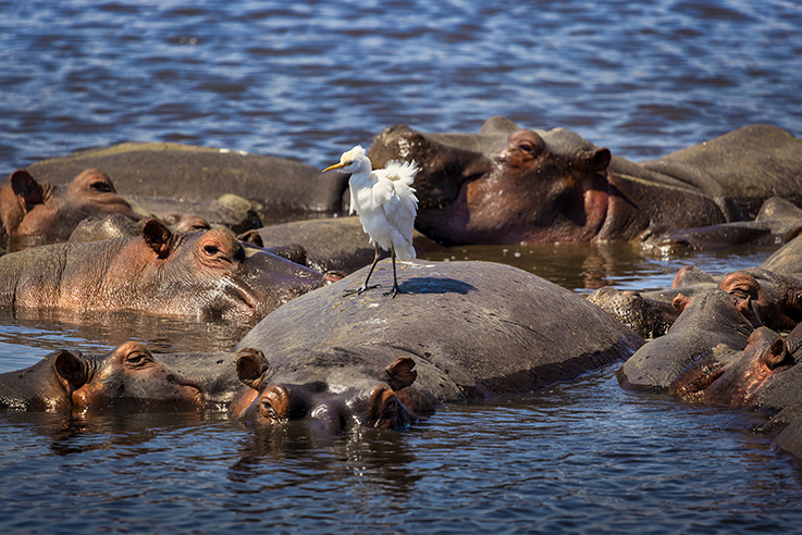 10 NIGHTS 11 DAYS SERENGETI SPECIAL 4* ACCOMMODATIONS