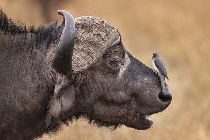 10 NIGHTS 11 DAYS SERENGETI SPECIAL 4* ACCOMMODATIONS