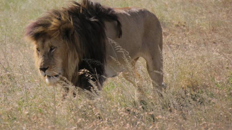 10 NIGHTS 11 DAYS SERENGETI SPECIAL 4* ACCOMMODATIONS