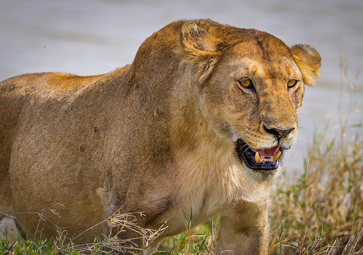 11 Nights 12 Days - River Crossing & Zanzibar