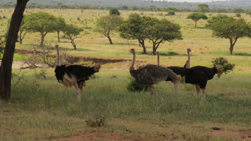 11 Nights 12 Days - River Crossing & Zanzibar