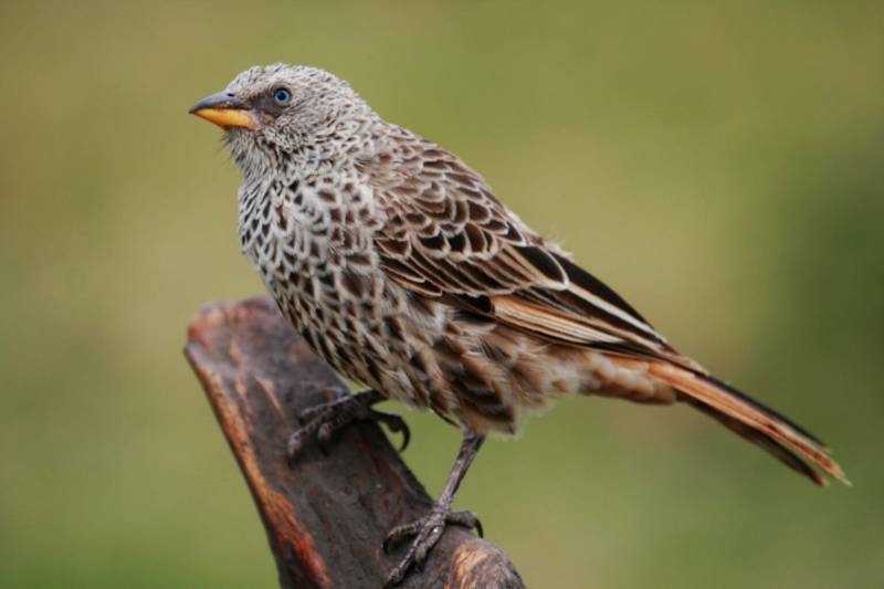 Endemic Bird Watching Tanzania Best Tours Image