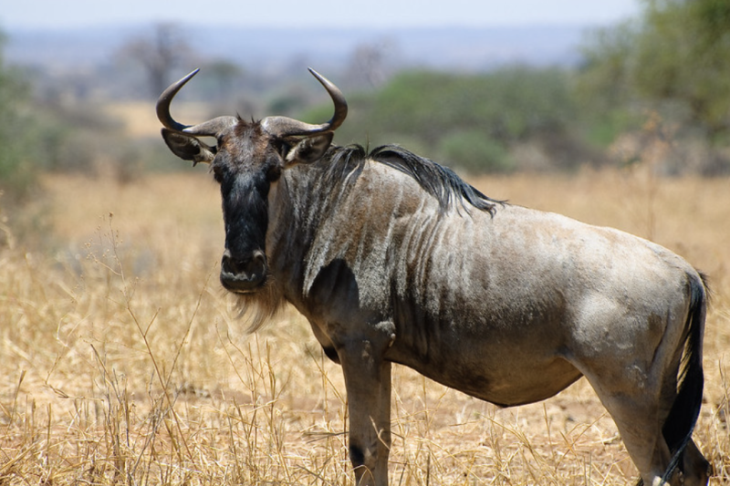 18D Northern And Southern Tanzania Tour