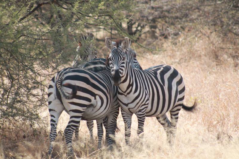 11 Nights 12 Days Kenya And Northern Tanzania Tour Image