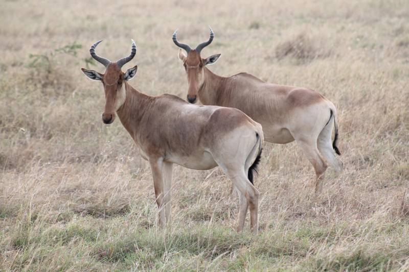 9 Nights 10 Days - Calving Season - Driving In Driving Out Tour Image
