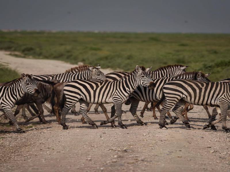 2 Days Tanzania Safari