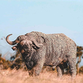 Days Tanzania Safari – Big Five Adventure