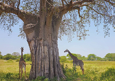 Days Tanzania Safari – Big Five Adventure