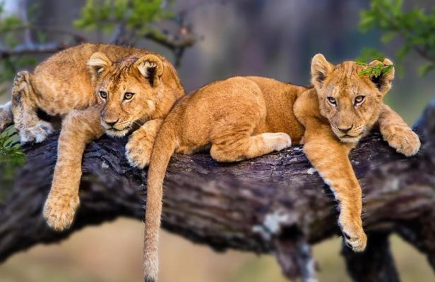 Days Tanzania Safari – Big Five Adventure