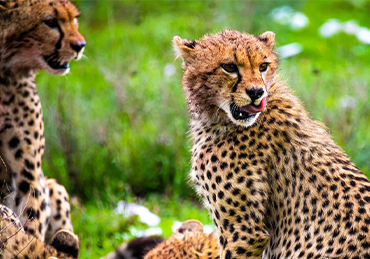 Days Tanzania Safari – Big Five Adventure