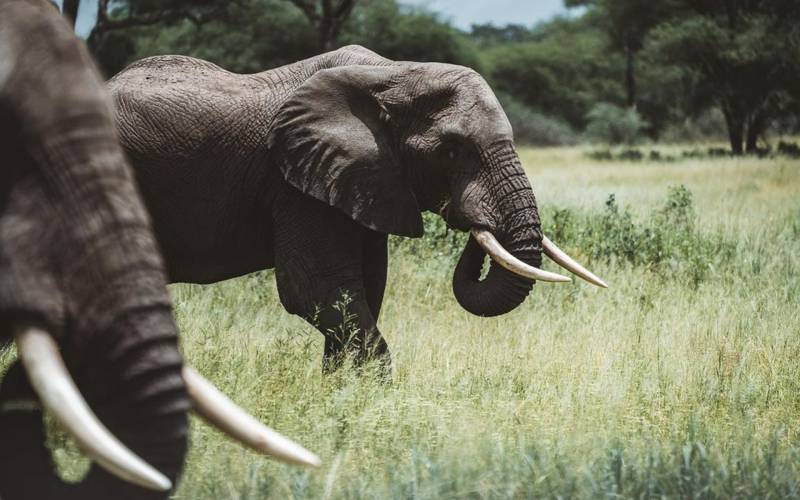 Days Tanzania Safari – Big Five Adventure